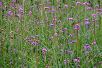 Verbena bonariensis flowers, Argentinian Vervain or Purpletop Vervain, Clustertop Vervain, Tall Verbena, Pretty Verbena, in garden