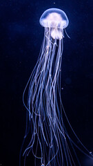 Jellyfish in Aquarium © Martin Srnka/Wirestock