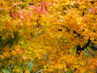 黄色に色づく秋の紅葉