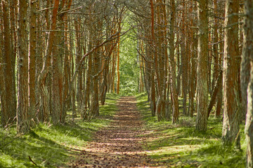Obraz premium Dancing forest on the Curonian Spit of the Kaliningrad region.