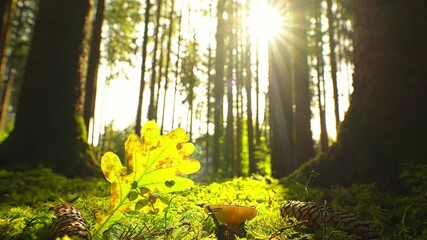 Timelapse of an autumn colored forest scenery where the sun is shining through the trees and reveals a heart shaped hole as a concept for the wonderful colored fall season.