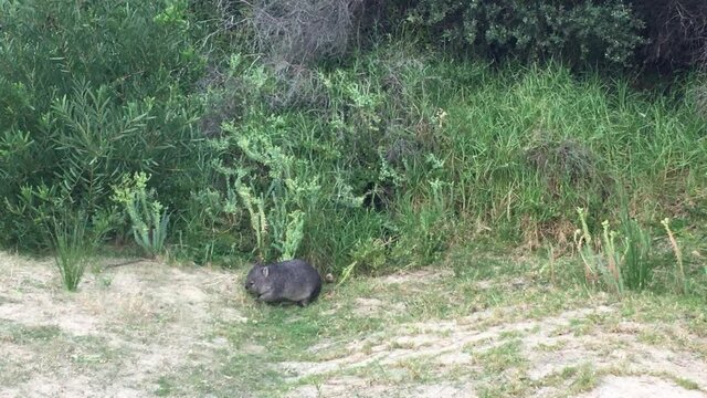 Common wombat eating grass on sandy beach with forest background in Australian National Park. Static shot.
