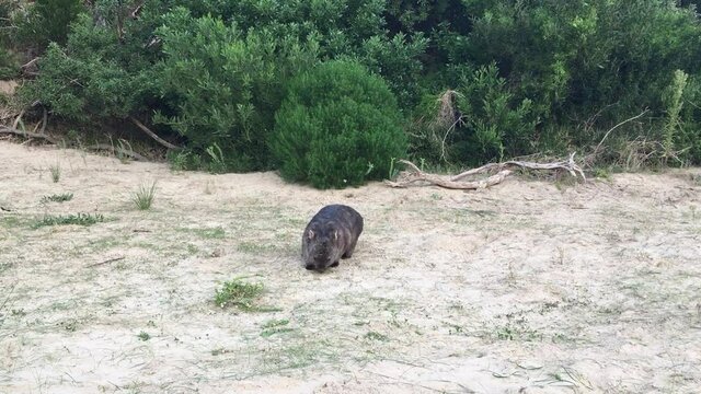 Wombat eating grass on sandy beach with bush background in Wilson’s Promontory National Park. Static shot.