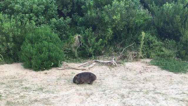 Wild wombat eating grass on sandy beach with bush background in Australian National Park. Static shot.