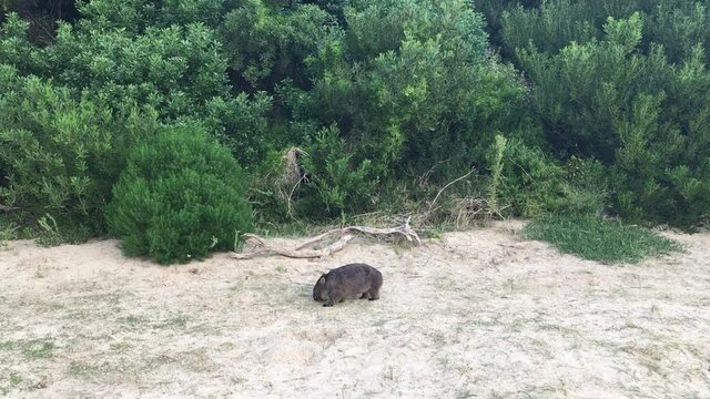 Wild common wombat on sandy beach with bush background in Australian National Park. Static shot.