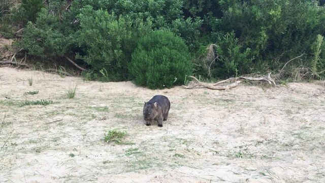 Common wombat eating grass on sandy beach with bush background in Australian National Park. Static shot.