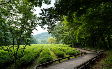 고창 선운사 숲 속에 있는 녹차밭