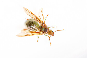 Image of the queen of ants on dry branches. weaver ant queen. Insect. Animal