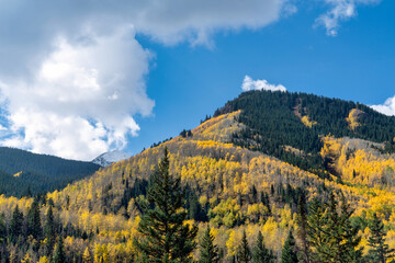 Autumn leaf color in Colorado