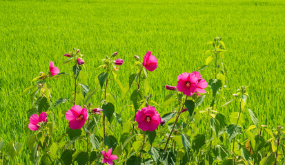 푸른 들판 논두렁에 빨갛게 핀 부용화