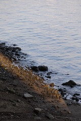 Obraz premium 물가에 있는 돌