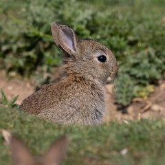 European rabbit, Common rabbit, Oryctolagus cuniculus sitting on a meadow at Munich