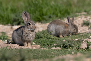 European rabbit, Common rabbit, Oryctolagus cuniculus sitting on a meadow at Munich
