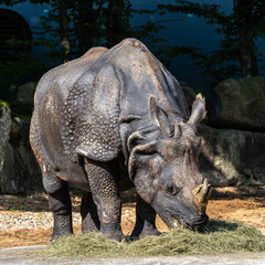 Fototapeta premium The Indian Rhinoceros, Rhinoceros unicornis aka Greater One-horned Rhinoceros