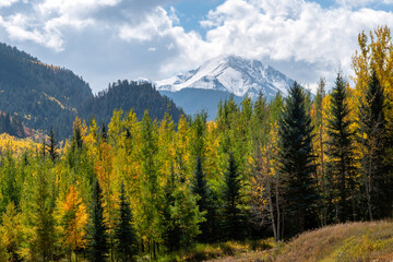 Autumn leaf color in Colorado