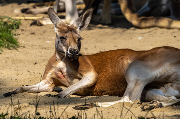 Red kangaroo, Macropus rufus in a german park