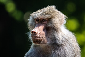 The hamadryas baboon, Papio hamadryas is a species of baboon