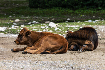 Fototapeta premium Young baby Heck cattle, Bos primigenius taurus or aurochs in a German park