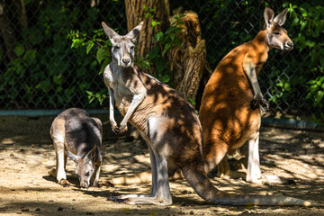 Red kangaroo, Macropus rufus in a german park © rudiernst