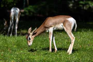 Dama gazelle, Gazella dama mhorr or mhorr gazelle is a species of gazelle