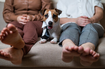 A cute dog Jack Russell Terrier is wearing a tie and sitting with two women on the couch