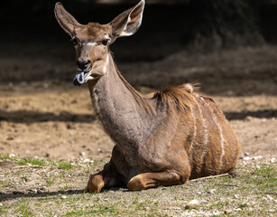 Greater kudu, Tragelaphus strepsiceros is a woodland antelope