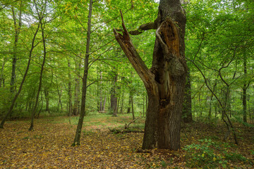Early autumn park with a big rotten tree in Sagan town (Polish: Żagań)