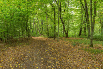 Early autumn park pathway covered with yellow leaves in Sagan town (Polish: Żagań)