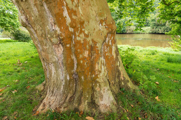 Huge plane tree (Platanus) trunk with rusty bark in a park