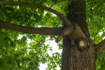 Eagle-shaped maple tree branch in a park
