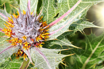 Flowering wild plant of Gundelia tournefortii hemicryptophyte is a spiny herbaceous plant. Macro