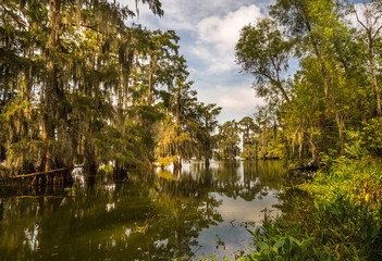 Fototapeta premium Mossy cypress trees in the swamp lake. Traditional Louisiana landscape. Lake Martin, USA