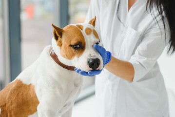 Cute young dog in veterinarian hands
