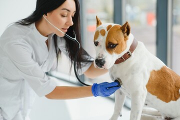 Female vet on Animal clinic with veterinarian, Healing pet