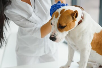 Closeup of dog with female veterinarian in clinic