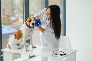 Female vet on Animal clinic with veterinarian, Healing pet