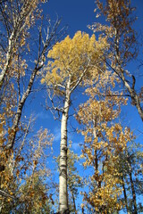 Obraz premium Tree Of Autumn, Banff National Park, Alberta