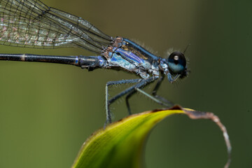 Dragonfly