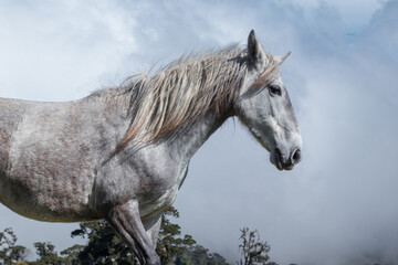 take side of a horse on a cloudy day