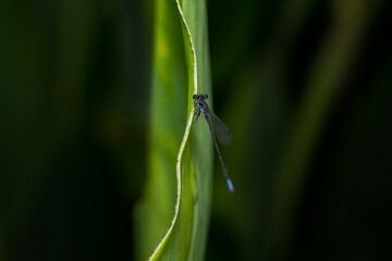 blue dragonfly on a blade