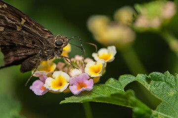 butterfly on flower