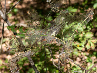 A pest of plants, fruit trees and shrubs, colonies of spider nests on a sunny day, an American white butterfly.