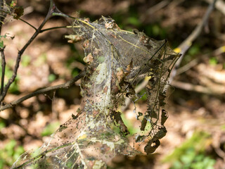 A pest of plants, fruit trees and shrubs, colonies of spider nests on a sunny day, an American white butterfly.