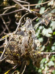 A pest of plants, fruit trees and shrubs, colonies of spider nests on a sunny day, an American white butterfly.