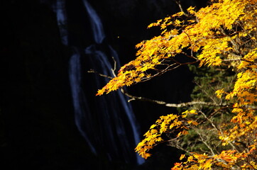 銀河の滝と黄葉　北海道層雲峡にて（2018年10月撮影）