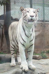 white bengal tiger