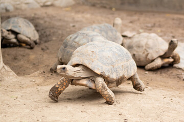 turtle on the ground