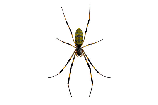 Image of a spider from a bird's eye view (part of the legs are a composite photo)