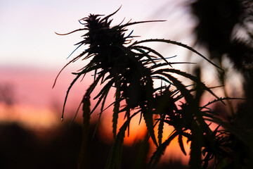 mature cannabis bud at dawn, silhouette of a bud of marijuana on a background of orange sky blurred out of focus