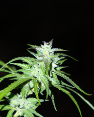 ripe medical marijuana, sugar green cannabis bud
